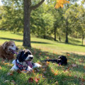 The Ultimate Guide to Dog-Friendly Eateries in Central Virginia
