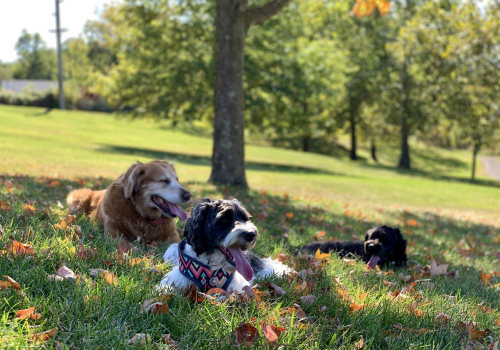 The Ultimate Guide to Dog-Friendly Eateries in Central Virginia
